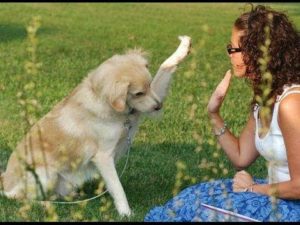 Dog touching a woman's hand with its paw