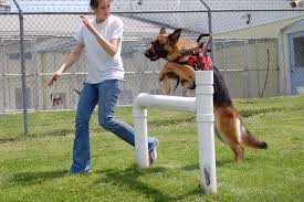 Dog jumping high along its trainer